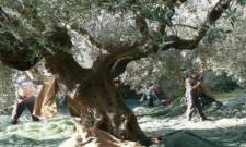 &Pi;&alpha;&rho;έ&mu;&beta;&alpha;&sigma;&eta; &gamma;&iota;&alpha; ά&mu;&epsilon;&sigma;&eta; &epsilon;&pi;ί&lambda;&upsilon;&sigma;&eta; &tau;&omega;&nu; &pi;&rho;&omicron;&beta;&lambda;&eta;&mu;ά&tau;&omega;&nu; &tau;&omega;&nu; &Epsilon;&lambda;&alpha;&iota;&omicron;&kappa;&omicron;&mu;&iota;&kappa;ώ&nu; &Phi;&omicron;&rho;έ&omega;&nu;