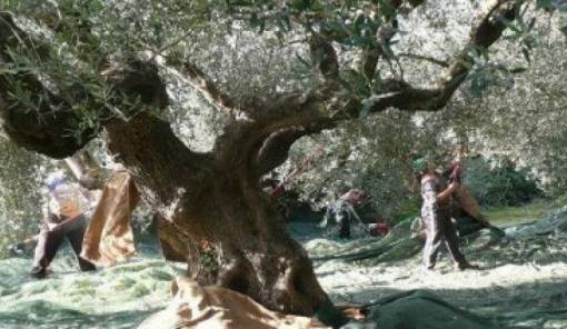 &Pi;&alpha;&rho;έ&mu;&beta;&alpha;&sigma;&eta; &gamma;&iota;&alpha; ά&mu;&epsilon;&sigma;&eta; &epsilon;&pi;ί&lambda;&upsilon;&sigma;&eta; &tau;&omega;&nu; &pi;&rho;&omicron;&beta;&lambda;&eta;&mu;ά&tau;&omega;&nu; &tau;&omega;&nu; &Epsilon;&lambda;&alpha;&iota;&omicron;&kappa;&omicron;&mu;&iota;&kappa;ώ&nu; &Phi;&omicron;&rho;έ&omega;&nu;