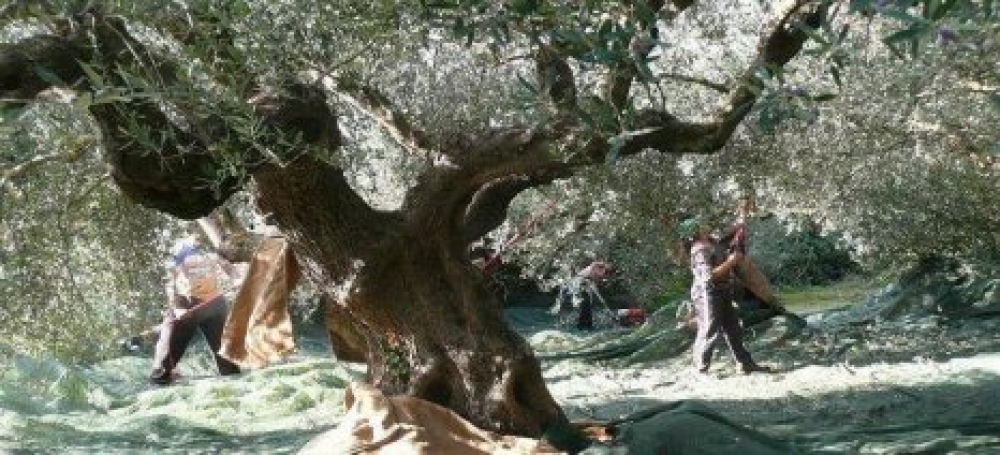 &Pi;&alpha;&rho;έ&mu;&beta;&alpha;&sigma;&eta; &gamma;&iota;&alpha; ά&mu;&epsilon;&sigma;&eta; &epsilon;&pi;ί&lambda;&upsilon;&sigma;&eta; &tau;&omega;&nu; &pi;&rho;&omicron;&beta;&lambda;&eta;&mu;ά&tau;&omega;&nu; &tau;&omega;&nu; &Epsilon;&lambda;&alpha;&iota;&omicron;&kappa;&omicron;&mu;&iota;&kappa;ώ&nu; &Phi;&omicron;&rho;έ&omega;&nu;