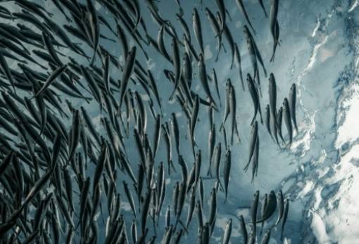 Επιστήμονες κατέγραψαν κοπάδι μπακαλιάρων να καταβροχθίζει πάνω από 10 εκατ. ψάρια σε λίγες ώρες