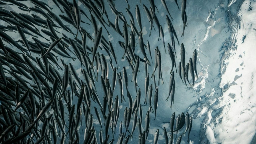 &Epsilon;&pi;&iota;&sigma;&tau;ή&mu;&omicron;&nu;&epsilon;&sigmaf; &kappa;&alpha;&tau;έ&gamma;&rho;&alpha;&psi;&alpha;&nu; &kappa;&omicron;&pi;ά&delta;&iota; &mu;&pi;&alpha;&kappa;&alpha;&lambda;&iota;ά&rho;&omega;&nu; &nu;&alpha; &kappa;&alpha;&tau;&alpha;&beta;&rho;&omicron;&chi;&theta;ί&zeta;&epsilon;&iota; &pi;ά&nu;&omega; &alpha;&pi;ό 10 &epsilon;&kappa;&alpha;&tau;. &psi;ά&rho;&iota;&alpha; &sigma;&epsilon; &lambda;ί&gamma;&epsilon;&sigmaf; ώ&rho;&epsilon;&sigmaf;