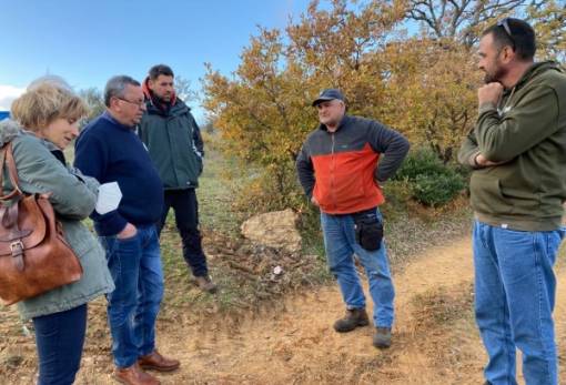 Κατέδειξε το πλήγμα στις ελιές η αυτοψία στον Δ. Ευρώτα