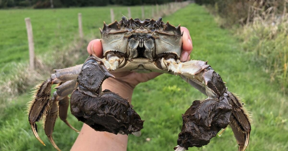 &Epsilon;&kappa;&alpha;&tau;&omicron;&mu;&mu;ύ&rho;&iota;&alpha; &xi;&epsilon;&nu;ό&phi;&epsilon;&rho;&tau;&alpha; &kappa;&alpha;&beta;&omicron;ύ&rho;&iota;&alpha; &epsilon;&iota;&sigma;&beta;ά&lambda;&lambda;&omicron;&upsilon;&nu; &sigma;&tau;&eta;&nu; &Epsilon;&upsilon;&rho;ώ&pi;&eta;