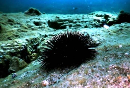 Ερυθρά θάλασσα: Πανδημία αφανίζει αχινούς και κοράλλια