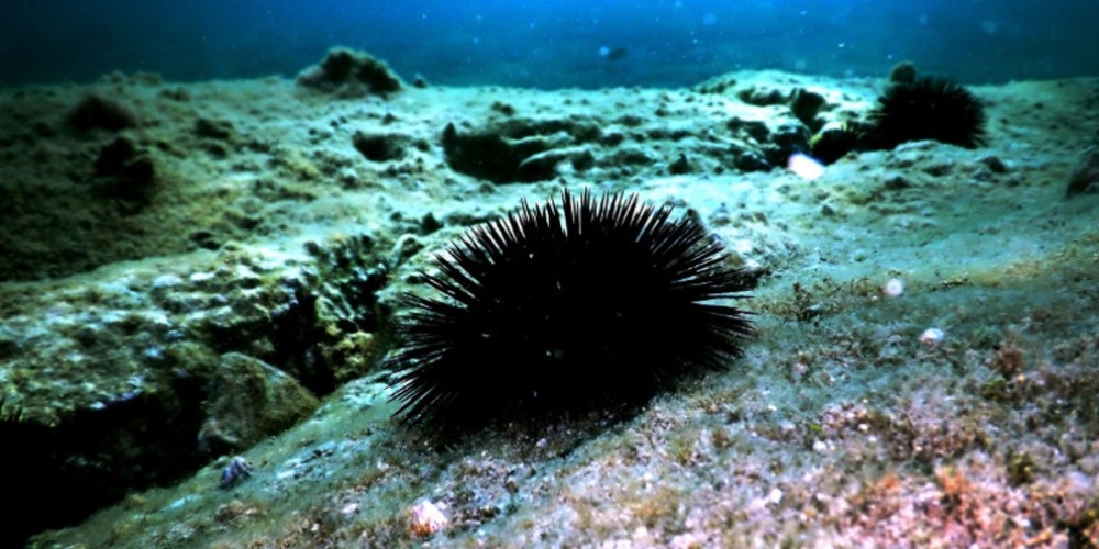 &Epsilon;&rho;&upsilon;&theta;&rho;ά &theta;ά&lambda;&alpha;&sigma;&sigma;&alpha;: &Pi;&alpha;&nu;&delta;&eta;&mu;ί&alpha; &alpha;&phi;&alpha;&nu;ί&zeta;&epsilon;&iota; &alpha;&chi;&iota;&nu;&omicron;ύ&sigmaf; &kappa;&alpha;&iota; &kappa;&omicron;&rho;ά&lambda;&lambda;&iota;&alpha;