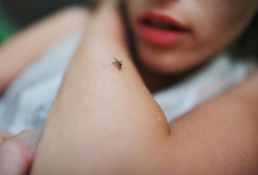 Κουνούπια: Επτά λόγοι που τσιμπούν συγκεκριμένα άτομα