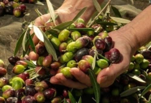 ΥπΑΑΤ: Από 1 Οκτωβρίου η δήλωση συγκομιδής ελαιοκάρπου