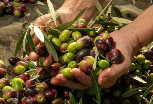 ΥπΑΑΤ: Από 1 Οκτωβρίου η δήλωση συγκομιδής ελαιοκάρπου
