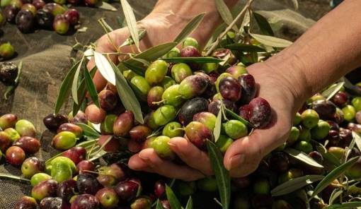 &Upsilon;&pi;&Alpha;&Alpha;&Tau;: &Alpha;&pi;ό 1 &Omicron;&kappa;&tau;&omega;&beta;&rho;ί&omicron;&upsilon; &eta; &delta;ή&lambda;&omega;&sigma;&eta; &sigma;&upsilon;&gamma;&kappa;&omicron;&mu;&iota;&delta;ή&sigmaf; &epsilon;&lambda;&alpha;&iota;&omicron;&kappa;ά&rho;&pi;&omicron;&upsilon;