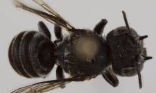 «Λούσιφερ»: Νέο είδος μέλισσας με... διαβολική όψη