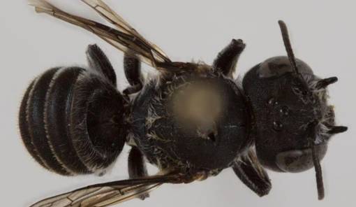 «Λούσιφερ»: Νέο είδος μέλισσας με... διαβολική όψη