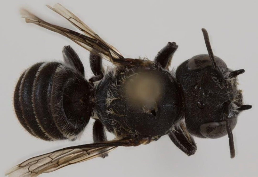 «Λούσιφερ»: Νέο είδος μέλισσας με... διαβολική όψη