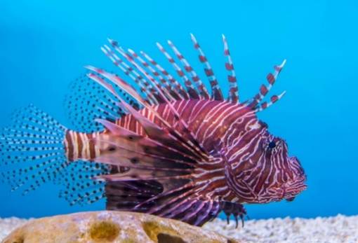 Ελαφόνησος αντιστ(Eco)μενη στον θαλάσσιο εχθρό