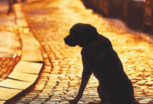 Συλλήψεις και πρόστιμα για παραμέληση σκύλων στο Ξηροκάμπι