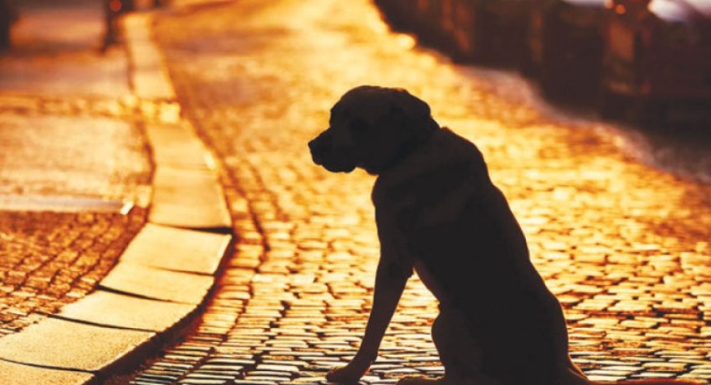 &Sigma;&upsilon;&lambda;&lambda;ή&psi;&epsilon;&iota;&sigmaf; &kappa;&alpha;&iota; &pi;&rho;ό&sigma;&tau;&iota;&mu;&alpha; &gamma;&iota;&alpha; &pi;&alpha;&rho;&alpha;&mu;έ&lambda;&eta;&sigma;&eta; &sigma;&kappa;ύ&lambda;&omega;&nu; &sigma;&tau;&omicron; &Xi;&eta;&rho;&omicron;&kappa;ά&mu;&pi;&iota;