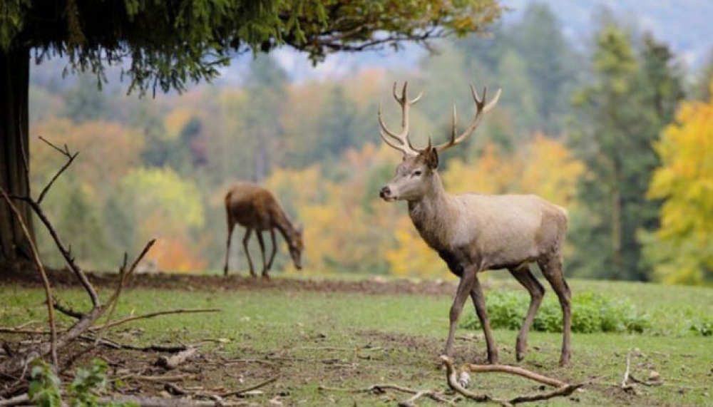 &Omicron; &laquo;&Kappa;ό&kappa;&kappa;&iota;&nu;&omicron;&sigmaf; &Kappa;&alpha;&tau;ά&lambda;&omicron;&gamma;&omicron;&sigmaf;&raquo; &laquo;&alpha;&sigma;&pi;ί&delta;&alpha;&raquo; &pi;&rho;&omicron;&sigma;&tau;&alpha;&sigma;ί&alpha;&sigmaf; &gamma;&iota;&alpha; 17.000 &zeta;ώ&alpha; &kappa;&alpha;&iota; &phi;&upsilon;&tau;ά