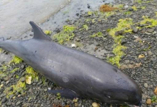 Επτά ακόμη δελφίνια νεκρά στον Μαυρίκιο