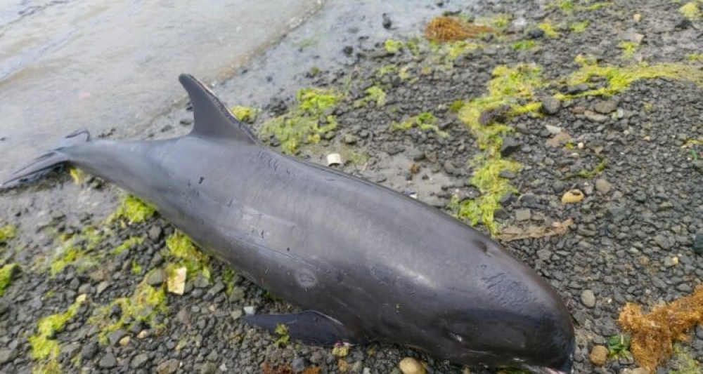 &Epsilon;&pi;&tau;ά &alpha;&kappa;ό&mu;&eta; &delta;&epsilon;&lambda;&phi;ί&nu;&iota;&alpha; &nu;&epsilon;&kappa;&rho;ά &sigma;&tau;&omicron;&nu; &Mu;&alpha;&upsilon;&rho;ί&kappa;&iota;&omicron;