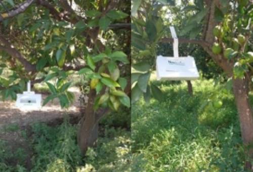 Επιχείρηση καταπολέμησης του Bactrocera zonata στη Λακωνία