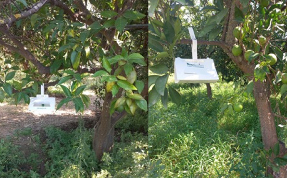 Επιχείρηση καταπολέμησης του Bactrocera zonata στη Λακωνία