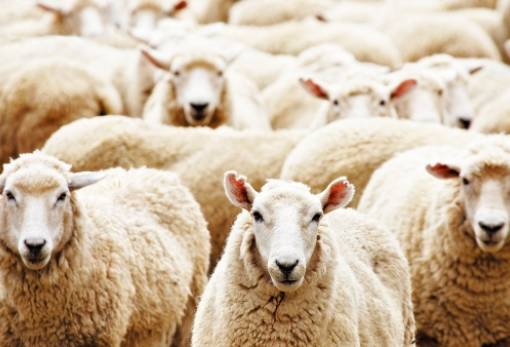 Ν. Γρηγοράκου: «Αποδεδειγμένα ανίκανη η κυβέρνηση στην αντιμετώπιση των ζωονόσων»