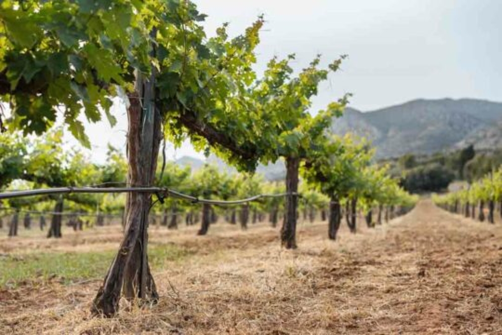 &Kappa;&Epsilon;&Omicron;&Sigma;&Omicron;&Epsilon;: &Eta; &pi;&alpha;&gamma;&kappa;ό&sigma;&mu;&iota;&alpha; &kappa;&alpha;&tau;ά&sigma;&tau;&alpha;&sigma;&eta; &tau;&omicron;&upsilon; &alpha;&mu;&pi;&epsilon;&lambda;&omicron;&omicron;&iota;&nu;&iota;&kappa;&omicron;ύ &tau;&omicron;&mu;έ&alpha; &tau;&omicron; 2024