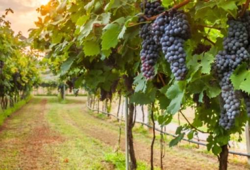 ΕΕ: Στήριξη στον αμπελοοινικό τομέα ενόψει των νέων προκλήσεων