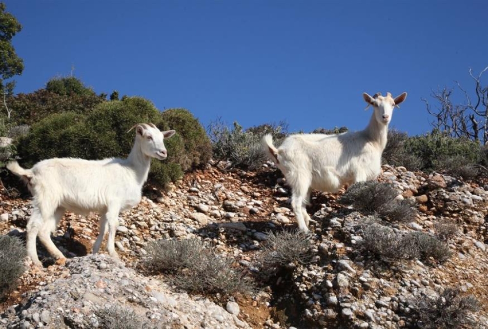 &Mu;&epsilon;&mu;&omicron;&nu;&omega;&mu;έ&nu;&alpha; &tau;&alpha; &kappa;&rho;&omicron;ύ&sigma;&mu;&alpha;&tau;&alpha; &phi;&upsilon;&mu;&alpha;&tau;ί&omega;&sigma;&eta;&sigmaf; &sigma;&epsilon; &zeta;ώ&alpha; &sigma;&tau;&eta; &Lambda;&alpha;&kappa;&omega;&nu;ί&alpha;