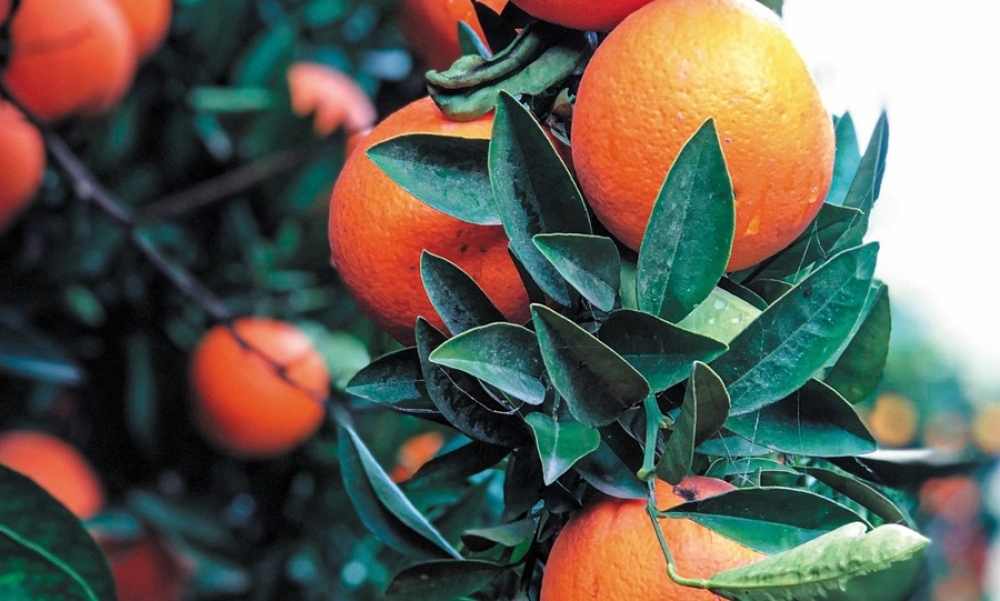 &Eta; &mu;&iota;&kappa;&rho;&omicron;&kappa;&alpha;&rho;&pi;ί&alpha; &pi;&lambda;ή&tau;&tau;&epsilon;&iota; &tau;&alpha; &pi;&omicron;&rho;&tau;&omicron;&kappa;ά&lambda;&iota;&alpha; &sigma;&tau;&omicron;&nu; &Delta;. &Mu;&omicron;&nu;&epsilon;&mu;&beta;&alpha;&sigma;ί&alpha;&sigmaf;