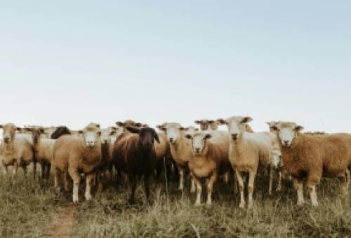 Ανάσα για τους κτηνοτρόφους: Πάγωμα εισφορών και έως 36 δόσεις μετά τη θανάτωση ζώων