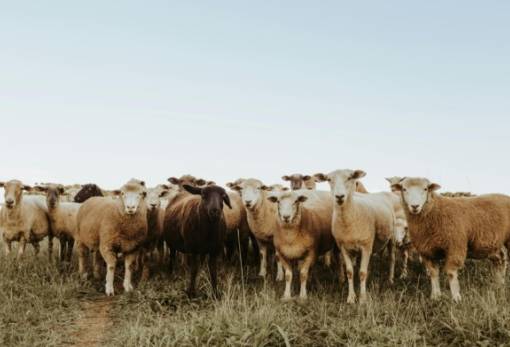 Ανάσα για τους κτηνοτρόφους: Πάγωμα εισφορών και έως 36 δόσεις μετά τη θανάτωση ζώων