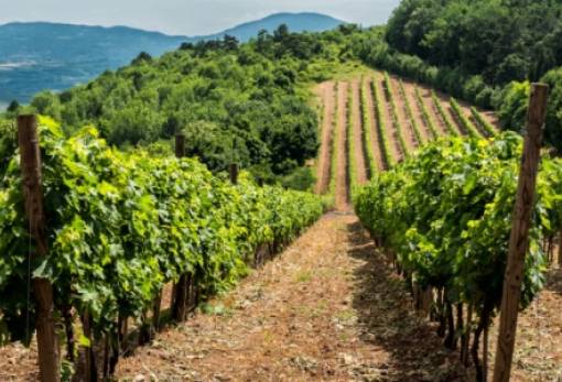 Έως 26 Απριλίου οι αιτήσεις για νέες φυτεύσεις οινοποιήσιμων ποικιλιών αμπέλου