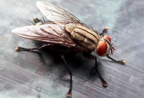To DNA της μύγας «κλειδί» για την εξάλειψή της και τη διαχείριση των αποβλήτων μας
