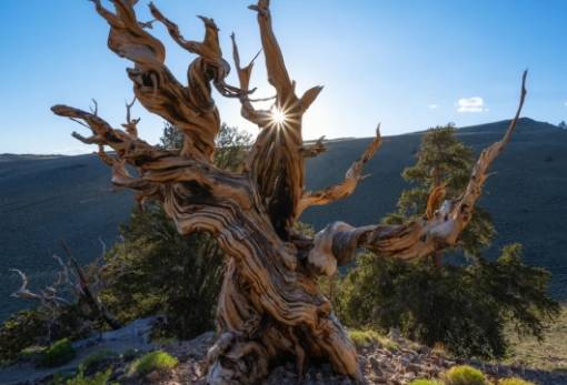 «Προμηθέας»: Το δέντρο των 5.000 ετών που κόπηκε από λάθος
