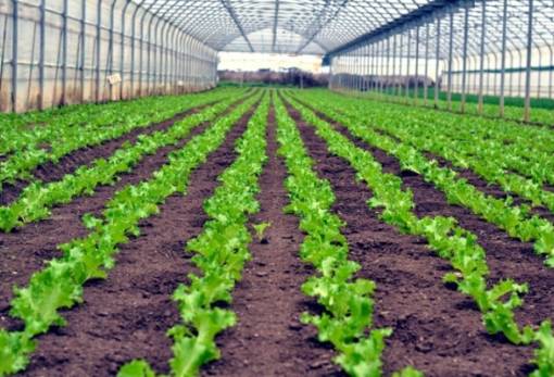 Παράταση στην υποβολή αιτήσεων για επενδύσεις στα θερμοκήπια