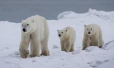 X&rho;&iota;&sigma;&tau;&omicron;&upsilon;&gamma;&epsilon;&nu;&nu;&iota;ά&tau;&iota;&kappa;&eta; &iota;&sigma;&tau;&omicron;&rho;ί&alpha; &tau;&eta;&sigmaf; ά&gamma;&rho;&iota;&alpha;&sigmaf; &phi;ύ&sigma;&eta;&sigmaf;: &Pi;&omicron;&lambda;&iota;&kappa;ή &alpha;&rho;&kappa;&omicron;ύ&delta;&alpha; &upsilon;&iota;&omicron;&theta;έ&tau;&eta;&sigma;&epsilon; &omicron;&rho;&phi;&alpha;&nu;ό &alpha;&rho;&kappa;&omicron;&upsilon;&delta;ά&kappa;&iota;
