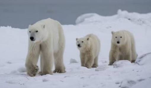 X&rho;&iota;&sigma;&tau;&omicron;&upsilon;&gamma;&epsilon;&nu;&nu;&iota;ά&tau;&iota;&kappa;&eta; &iota;&sigma;&tau;&omicron;&rho;ί&alpha; &tau;&eta;&sigmaf; ά&gamma;&rho;&iota;&alpha;&sigmaf; &phi;ύ&sigma;&eta;&sigmaf;: &Pi;&omicron;&lambda;&iota;&kappa;ή &alpha;&rho;&kappa;&omicron;ύ&delta;&alpha; &upsilon;&iota;&omicron;&theta;έ&tau;&eta;&sigma;&epsilon; &omicron;&rho;&phi;&alpha;&nu;ό &alpha;&rho;&kappa;&omicron;&upsilon;&delta;ά&kappa;&iota;