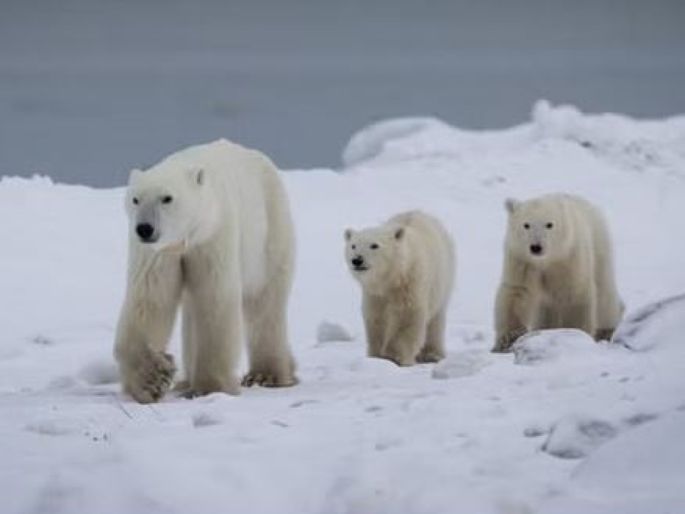 X&rho;&iota;&sigma;&tau;&omicron;&upsilon;&gamma;&epsilon;&nu;&nu;&iota;ά&tau;&iota;&kappa;&eta; &iota;&sigma;&tau;&omicron;&rho;ί&alpha; &tau;&eta;&sigmaf; ά&gamma;&rho;&iota;&alpha;&sigmaf; &phi;ύ&sigma;&eta;&sigmaf;: &Pi;&omicron;&lambda;&iota;&kappa;ή &alpha;&rho;&kappa;&omicron;ύ&delta;&alpha; &upsilon;&iota;&omicron;&theta;έ&tau;&eta;&sigma;&epsilon; &omicron;&rho;&phi;&alpha;&nu;ό &alpha;&rho;&kappa;&omicron;&upsilon;&delta;ά&kappa;&iota;