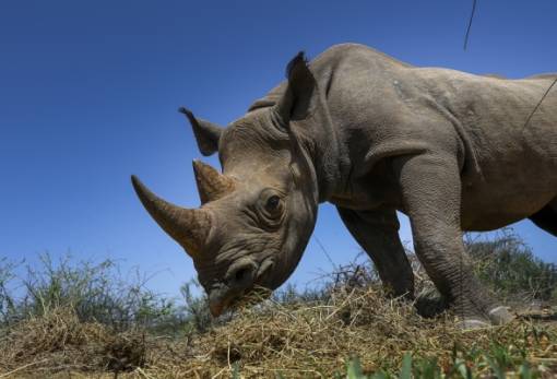 Αφρική: Πώς οι οικολόγοι μείωσαν κατά 78% τους θανάτους των ρινόκερων