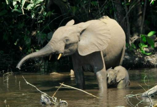 Κρίσιμη η κατάσταση για τους ελέφαντες της Αφρικής