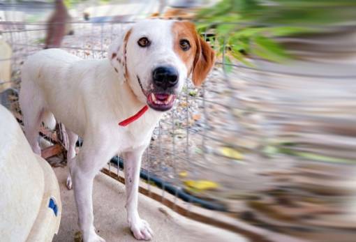 Χνουδωτές Διαδρομές: Υιοθετήστε τον Κάρλος