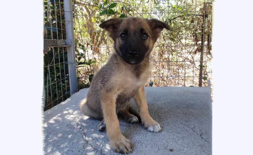 &Chi;&nu;&omicron;&upsilon;&delta;&omega;&tau;έ&sigmaf; &Delta;&iota;&alpha;&delta;&rho;&omicron;&mu;έ&sigmaf;: &Kappa;&omicron;&upsilon;&tau;&alpha;&beta;ά&kappa;&iota; &psi;ά&chi;&nu;&epsilon;&iota; &omicron;&iota;&kappa;&omicron;&gamma;έ&nu;&epsilon;&iota;&alpha; &gamma;&iota;&alpha; &upsilon;&iota;&omicron;&theta;&epsilon;&sigma;ί&alpha;