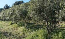 &Upsilon;&pi;&epsilon;&rho;&pi;&upsilon;&kappa;&nu;ή &epsilon;&lambda;&iota;ά: &mu;ό&delta;&alpha; &tau;&omicron;&upsilon; &epsilon;&xi;&omega;&tau;&epsilon;&rho;&iota;&kappa;&omicron;ύ ή &lambda;ά&theta;&omicron;&sigmaf; &epsilon;&pi;έ&nu;&delta;&upsilon;&sigma;&eta; &gamma;&iota;&alpha; &tau;&eta;&nu; &Epsilon;&lambda;&lambda;ά&delta;&alpha;;