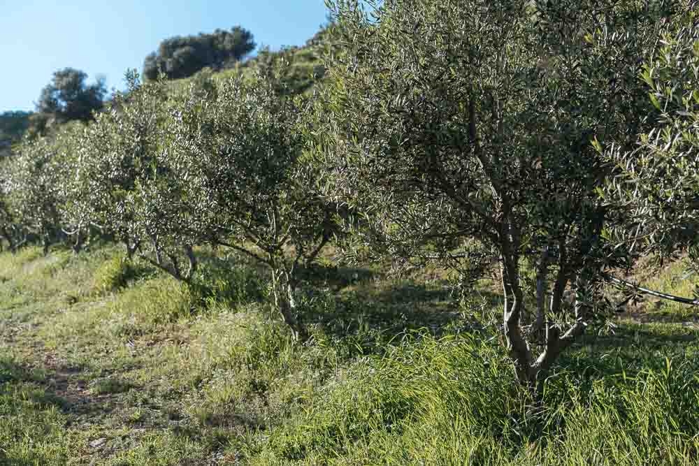 &Upsilon;&pi;&epsilon;&rho;&pi;&upsilon;&kappa;&nu;ή &epsilon;&lambda;&iota;ά: &mu;ό&delta;&alpha; &tau;&omicron;&upsilon; &epsilon;&xi;&omega;&tau;&epsilon;&rho;&iota;&kappa;&omicron;ύ ή &lambda;ά&theta;&omicron;&sigmaf; &epsilon;&pi;έ&nu;&delta;&upsilon;&sigma;&eta; &gamma;&iota;&alpha; &tau;&eta;&nu; &Epsilon;&lambda;&lambda;ά&delta;&alpha;;