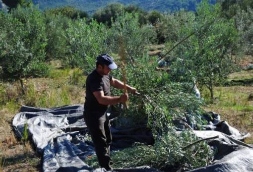Ευκαιρία για νέα γενιά αγροτών και στη Λακωνία