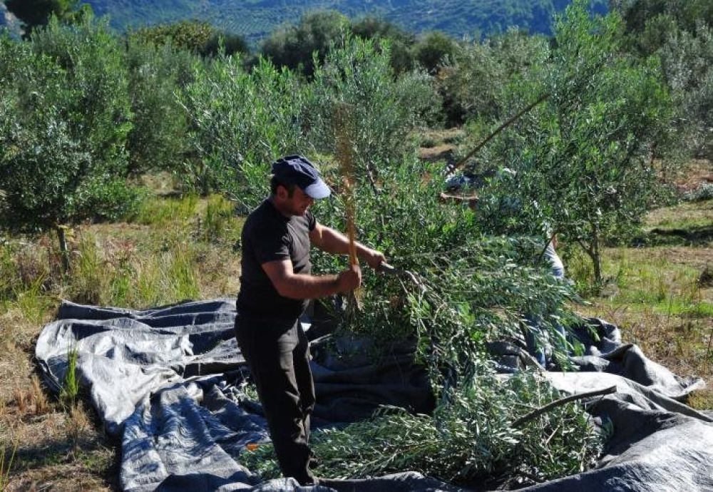 &Epsilon;&upsilon;&kappa;&alpha;&iota;&rho;ί&alpha; &gamma;&iota;&alpha; &nu;έ&alpha; &gamma;&epsilon;&nu;&iota;ά &alpha;&gamma;&rho;&omicron;&tau;ώ&nu; &kappa;&alpha;&iota; &sigma;&tau;&eta; &Lambda;&alpha;&kappa;&omega;&nu;ί&alpha;