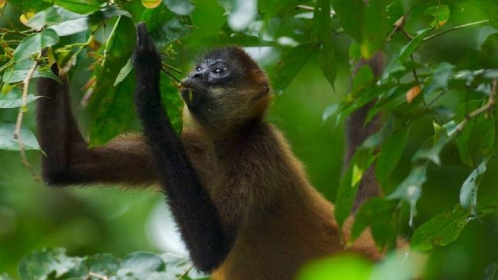 &Epsilon;&pi;&iota;&sigma;&tau;&eta;&mu;&omicron;&nu;&iota;&kappa;ή &mu;&epsilon;&lambda;έ&tau;&eta; &epsilon;&pi;&iota;&beta;&epsilon;&beta;&alpha;&iota;ώ&nu;&epsilon;&iota; ό&tau;&iota; &kappa;&alpha;&iota; &tau;&alpha; &zeta;ώ&alpha;&hellip; &tau;&omicron; &tau;&sigma;&omicron;ύ&zeta;&omicron;&upsilon;&nu;