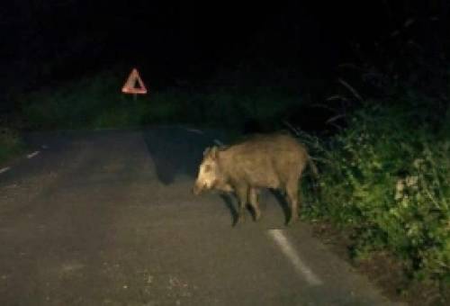Τραγωδία στη Μάνη: 24χρονος νεκρός μετά από σύγκρουση με αγριόχοιρο