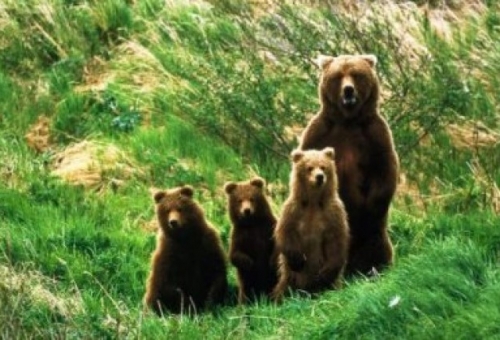 Περίπου 500 αρκούδες ζούνε στην Ελλάδα