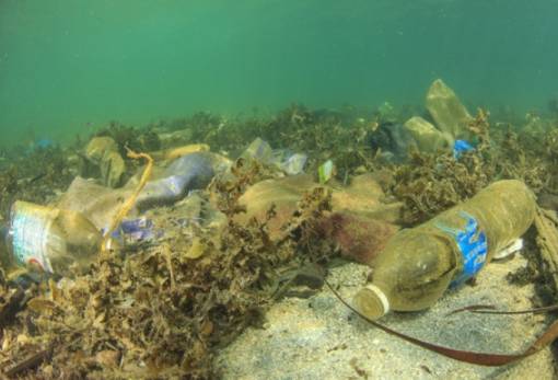 Ένας… βιότοπος ανάμεσα σε χιλιάδες τόνους πλαστικών